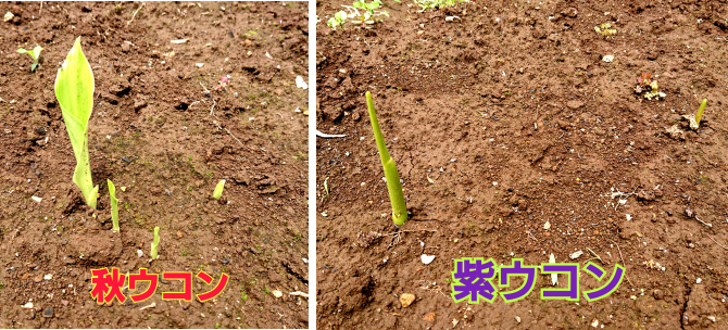 秋ウコンと紫ウコンの芽が成長した写真