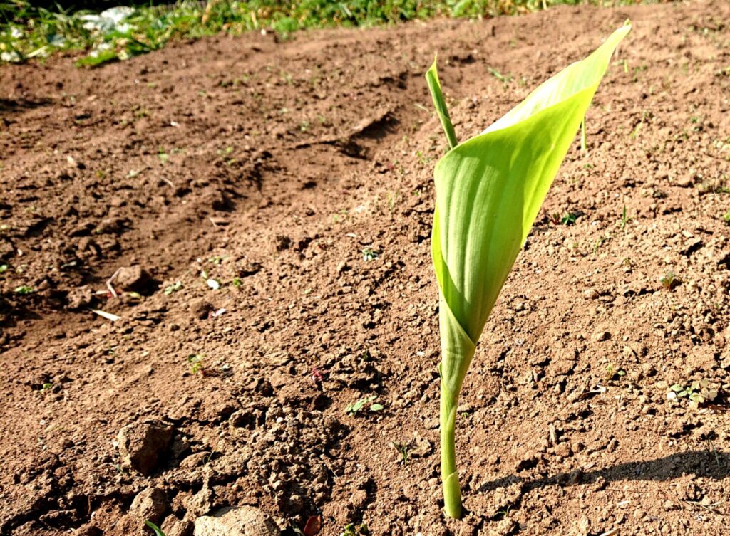 春ウコン一番大きい芽の写真