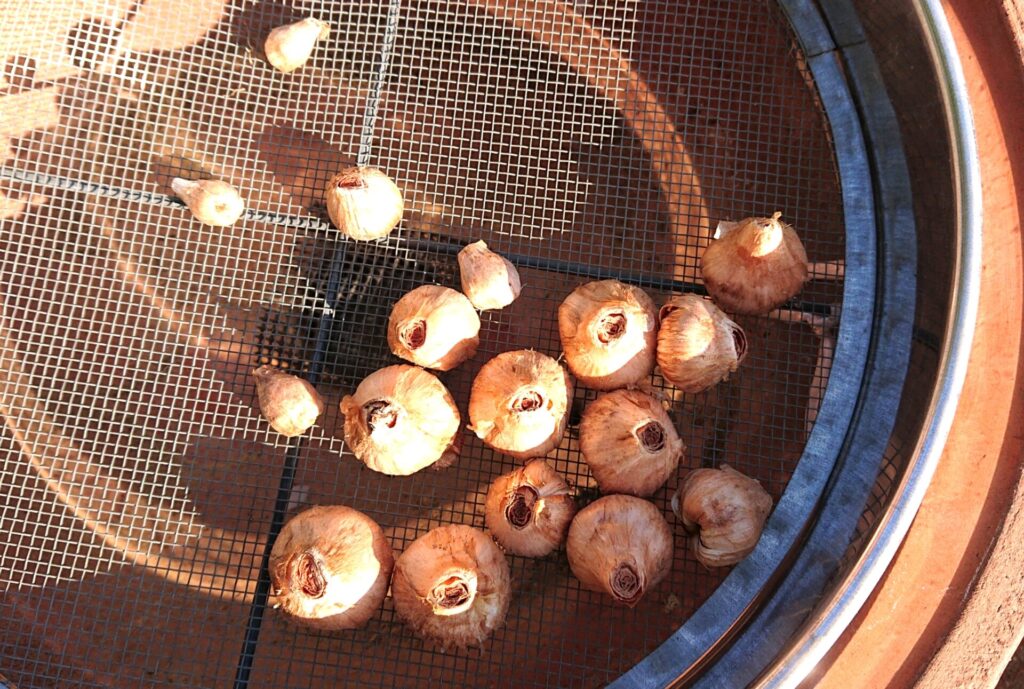 サフラン植え付け２年目　分球して保存していた球根の写真