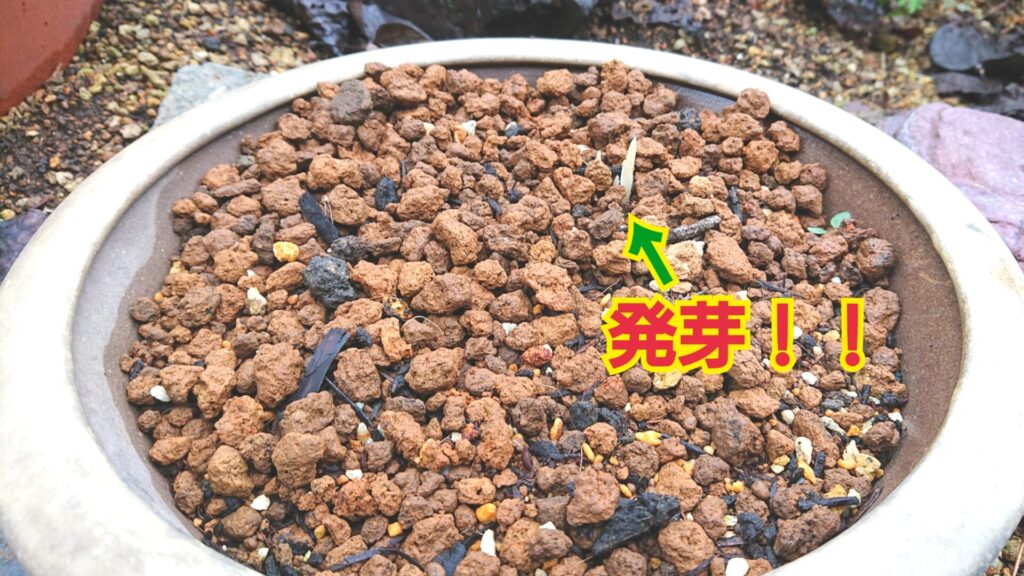 サフラン植え付け2年目新しく購入した球根の鉢、発芽した写真