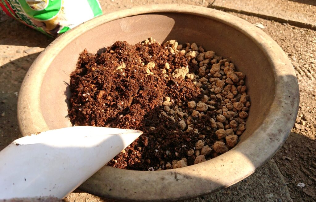 サフラン植え付け２年目鉢に土を入れている写真