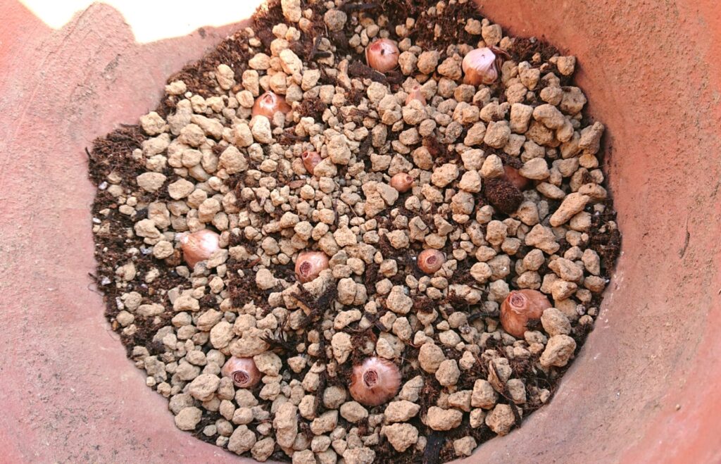 サフラン植え付け２年目鉢に少し土を入れて球根を置いた写真
