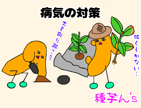 ウコン　種芋のキャラクターが病気の株を抜いているイラスト