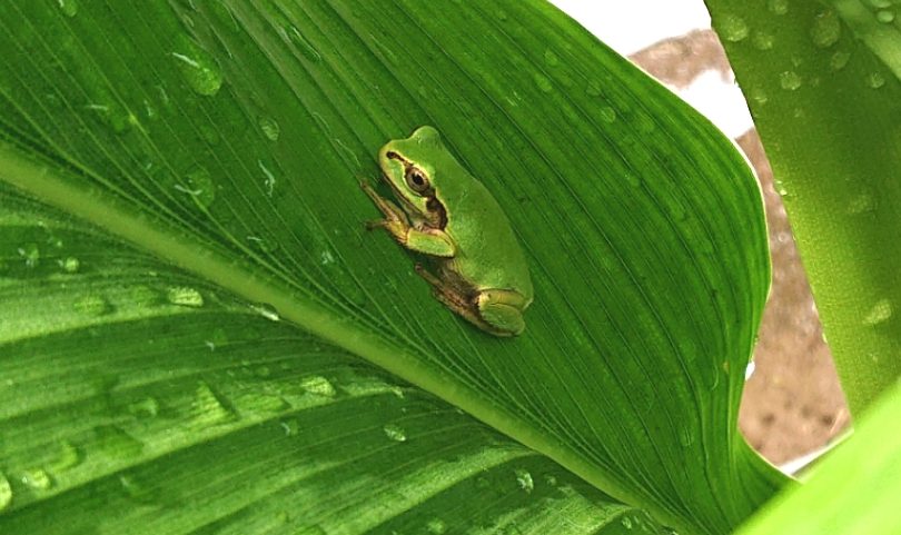 雨上がりのウコンにカエルが来ている写真