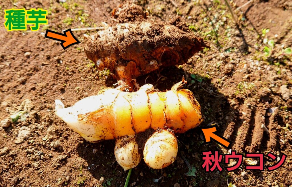 秋ウコンと種芋の写真