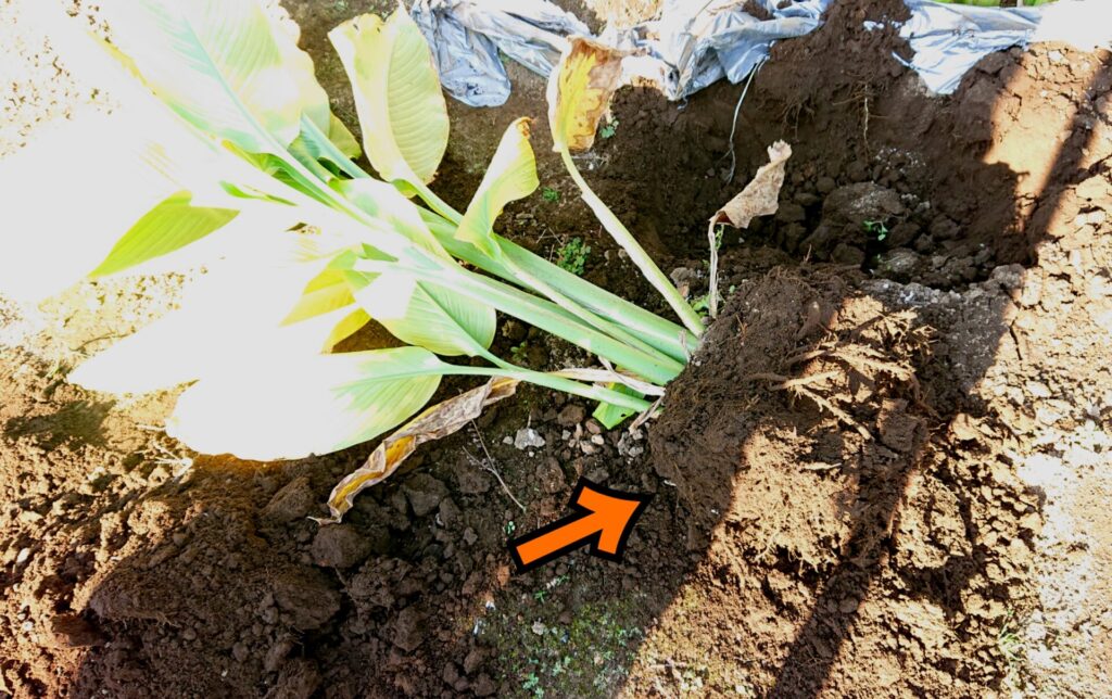 秋ウコンの根元に土が付いている写真