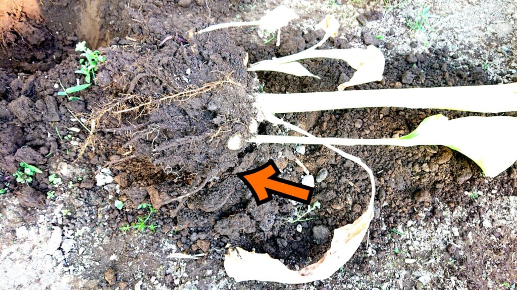 掘り上げた春ウコンの株の根元に土がいっぱいついている写真