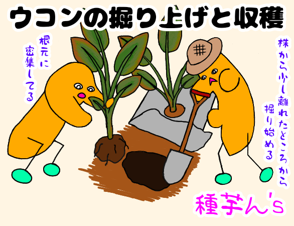ウコンの種芋のキャラクターがウコンを掘り上げているイラスト