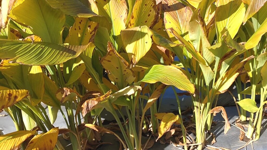 秋ウコンの葉の写真
