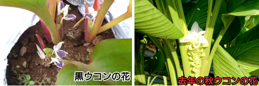 黒ウコンの花と秋ウコンの花を比較した写真