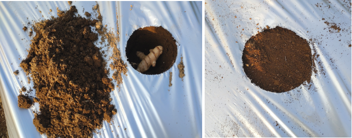 ウコンの種芋を横置きで穴に入れ土をかぶせた写真