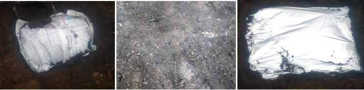 春ウコンを新聞でくるむようにして土に埋め、シルバーマルチをした写真