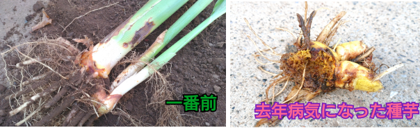 掘り上げた茎が変色した春ウコンと去年病気になった春ウコンの種芋の写真