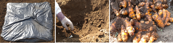 土に埋めた秋ウコンを掘り起こした写真