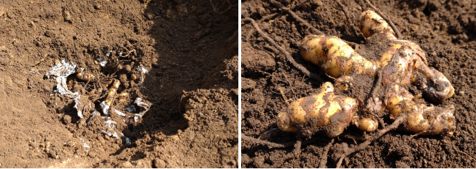 土から掘り起こした春ウコンの写真