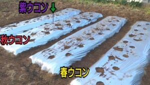 ウコン栽培2年目 土壌改良と植え付けから収穫 保存まで 春 秋 紫と黒ウコンも 初心者でも分かるやり方 ゆる っとものづくり ウコン栽培2年目 土壌改良と植え付けから収穫 保存まで 春 秋 紫と黒ウコンも 初心者でも分かるやり方 ゆる っとものづくり