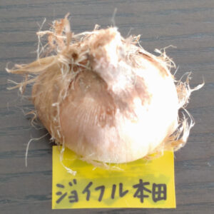 ジョイフル本田のサフランの球根の写真