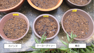 サフランの球根をホームセンターごとに比較 個数 価格 重さが一発で分かる サフランの栽培 成長記録も ゆる っとものづくり