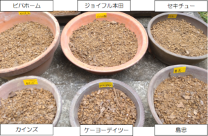 サフランの球根をホームセンターごとに比較 個数 価格 重さが一発で分かる サフランの栽培 成長記録も ゆる っとものづくり