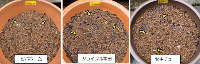 ビバホーム、ジョイフル本田、セキチューの鉢のサフランの球根が発芽している写真