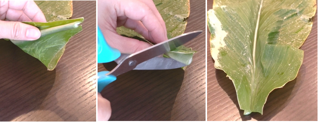 ウコンリーフカレーちまき作りウコンの葉の硬い部分をハサミで切った写真