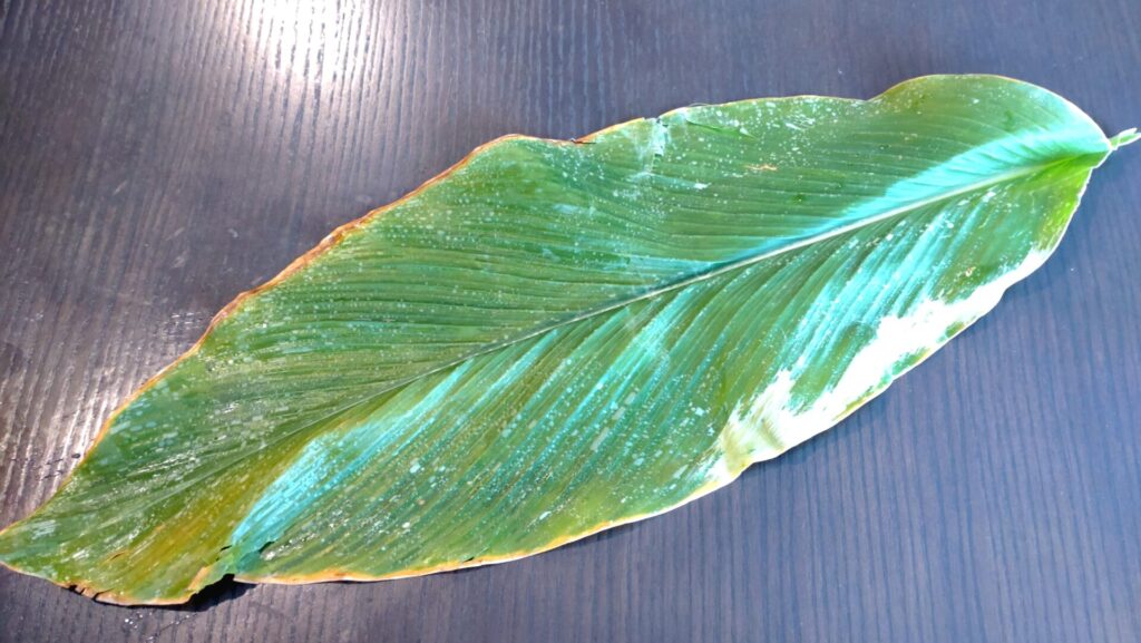 カレーちまき作りのウコンの葉の写真